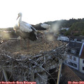 20_05-nest.jpg