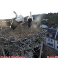 20_10-nest.jpg