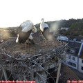 20_15-nest.jpg