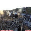 20_20-nest.jpg