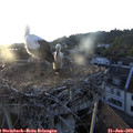 20_25-nest.jpg