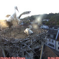 20_40-nest.jpg