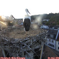 20_45-nest.jpg