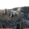 20_50-nest.jpg