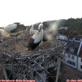 20_55-nest.jpg