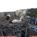 21_00-nest.jpg