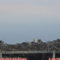 21_05-mast.jpg