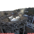 21_05-nest.jpg