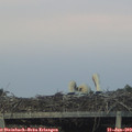 21_10-mast.jpg