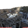 21_10-nest.jpg