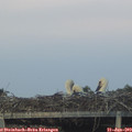 21_15-mast.jpg