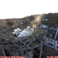 21_15-nest.jpg