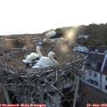21_20-nest.jpg