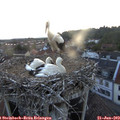 21_25-nest.jpg