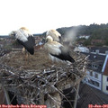 05_20-nest.jpg