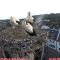 05_25-nest.jpg