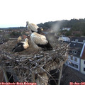 05_30-nest.jpg