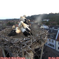 05_35-nest.jpg