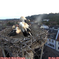 05_40-nest.jpg