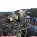 05_45-nest.jpg