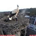 05_50-nest.jpg