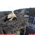 05_55-nest.jpg