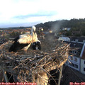 06_00-nest.jpg