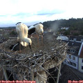 06_05-nest.jpg