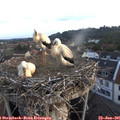 06_10-nest.jpg