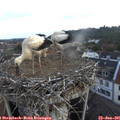 06_15-nest.jpg