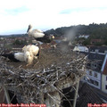 06_20-nest.jpg