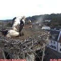 06_25-nest.jpg