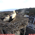 06_30-nest.jpg