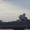 06_35-mast.jpg