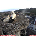 06_35-nest.jpg