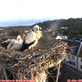 06_40-nest.jpg