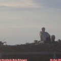 06_45-mast.jpg