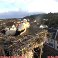 06_45-nest.jpg