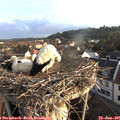 06_50-nest.jpg