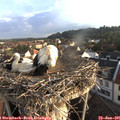 06_55-nest.jpg