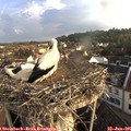 07_05-nest.jpg