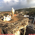 07_15-nest.jpg