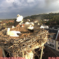07_20-nest.jpg