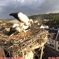 07_25-nest.jpg
