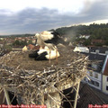 07_30-nest.jpg