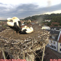 07_35-nest.jpg
