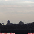 07_40-mast.jpg