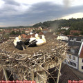 07_40-nest.jpg