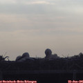 07_45-mast.jpg