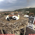 07_50-nest.jpg